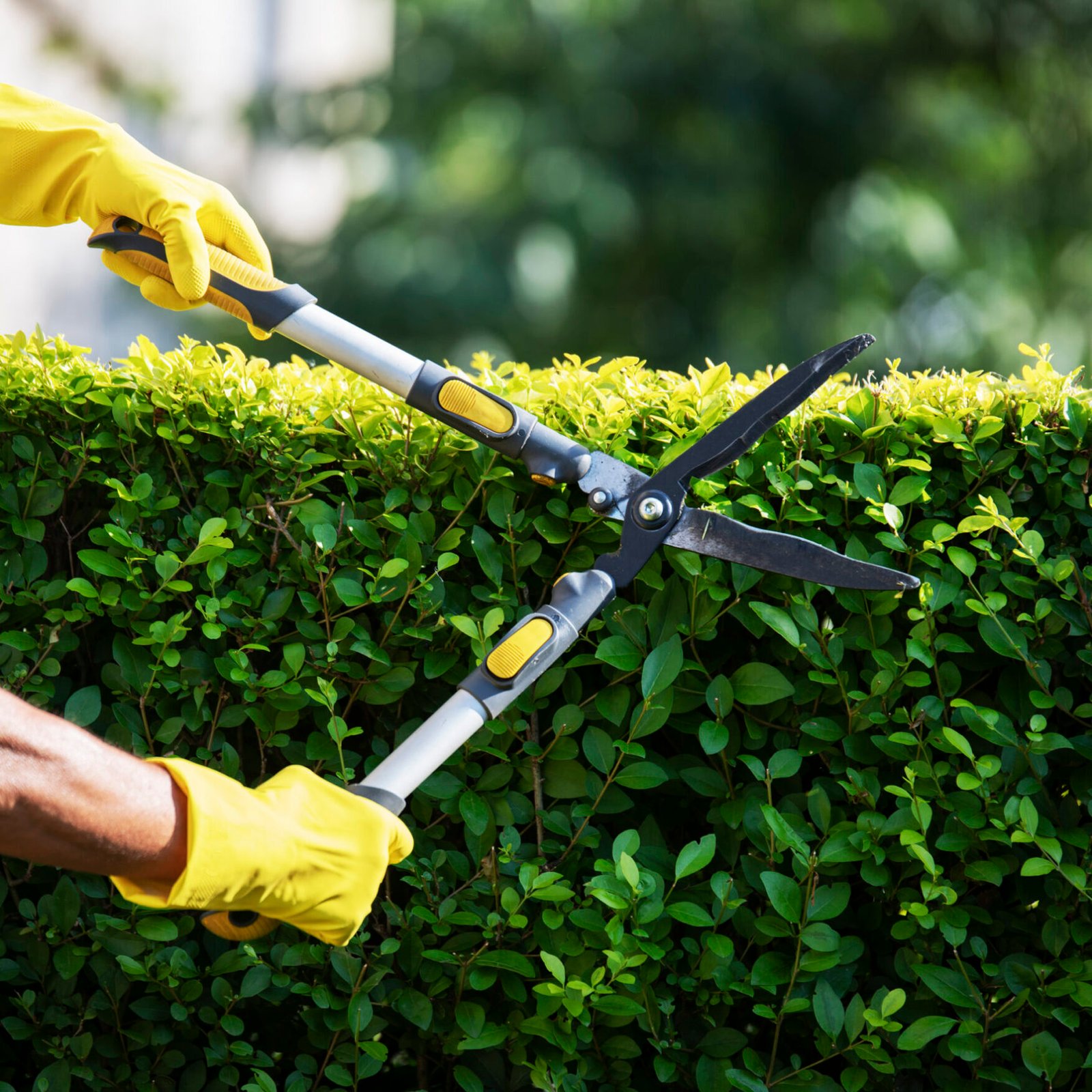 Professional Landscaping & Garden Maintenance Services in Dubai