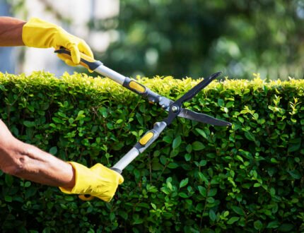 Professional Landscaping & Garden Maintenance Services in Dubai