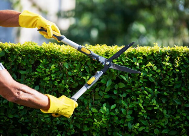 Close up of unrecognizable gardener hands Trimming Hedge In Garden