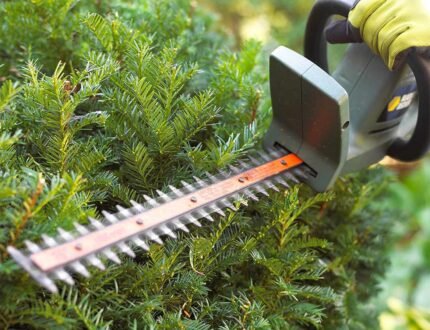 prune-evergreen-trees-100363436-9aadcdd916a54bcdaed6b8e65da5bdd2