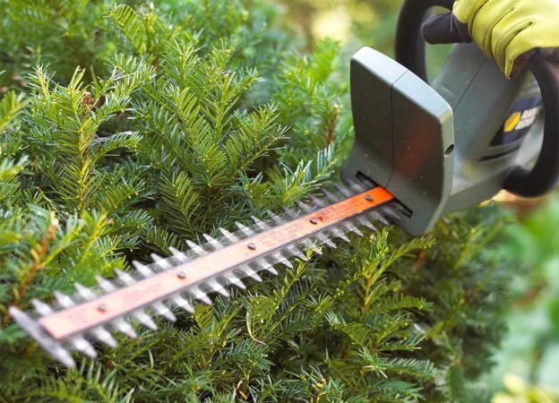 prune-evergreen-trees-100363436-9aadcdd916a54bcdaed6b8e65da5bdd2