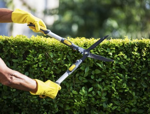 Professional Landscaping & Garden Maintenance Services in Dubai